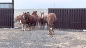 Лошади пришли с пастбища ? и пока жеребец не проверил обстановку, кобылы не заходили в загон.