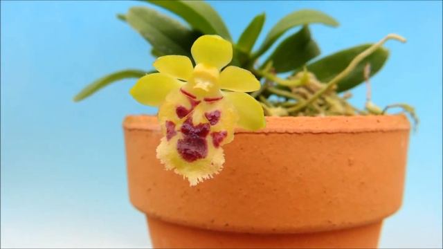 Haraella retrocalla`Ashura' Angry face (orchid) смотреть онлайн