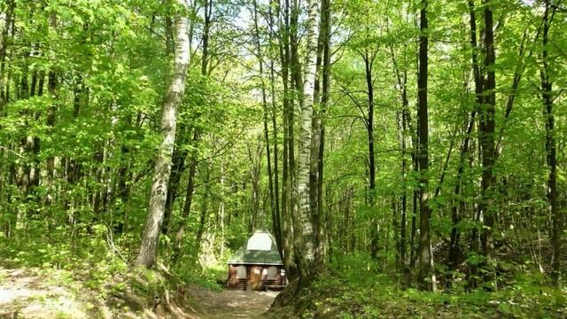 Русские берёзы. Валерий Пак. Стихи Николая Рубцова смотреть онлайн