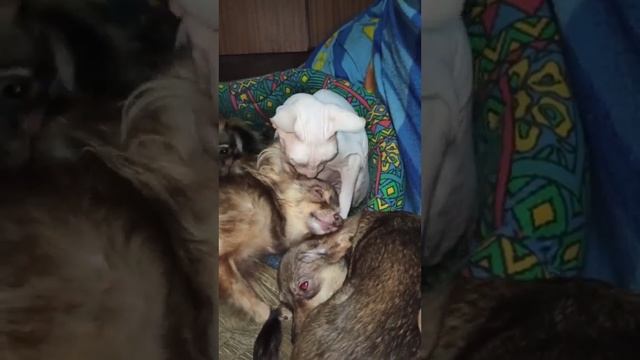 Кошка Зина умывает собак. смотреть онлайн