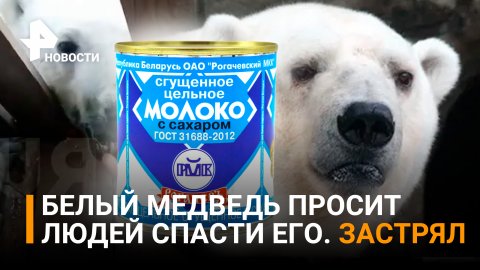 Спасение сладкоежки: медведь застрял в сгущенке в Диксоне. Ждет спасения из Москвы / РЕН Новости