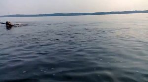 Yellow Lab Swimming in Lake Gaston