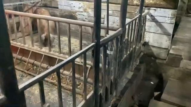 Обзор свинарника и поголовья свиней породы дюрок!!!!