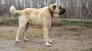 Anatolian Shepherd / Kangal / Турецкий кангал