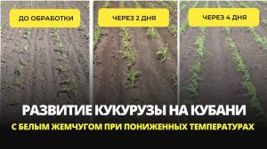 Кукуруза_08.05 -14.05.24_КФХ Руденко