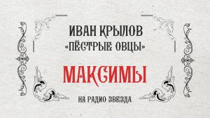 МАКСИМЫ: Пёстрые овцы