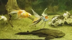 Сомик анциструс и золотые рыбки