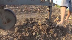 Копаем картошку плугом (орало)