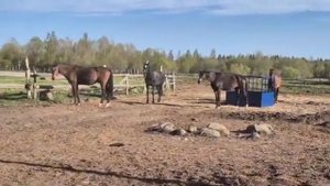 Кормушка для лошадей секционная