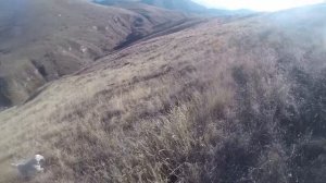 Охота на куропатку с ирландским сеттером и голден ретривером