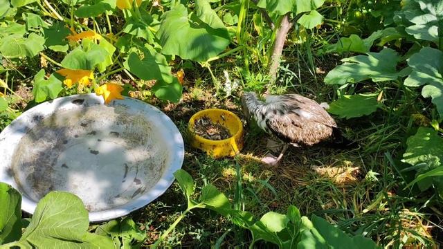 Чаки наводит марафет после купания! Плещется часто и долго. И уже пытается кушать самостоятельно. смотреть онлайн