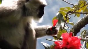 The Rhododendron Trees Are Blooming....Yummmy!