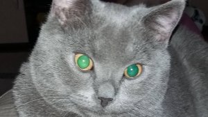 Кот и Пылесос