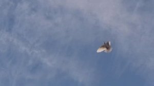 #Голуби #Астрахани.    Посадка голубки 23.12.19г