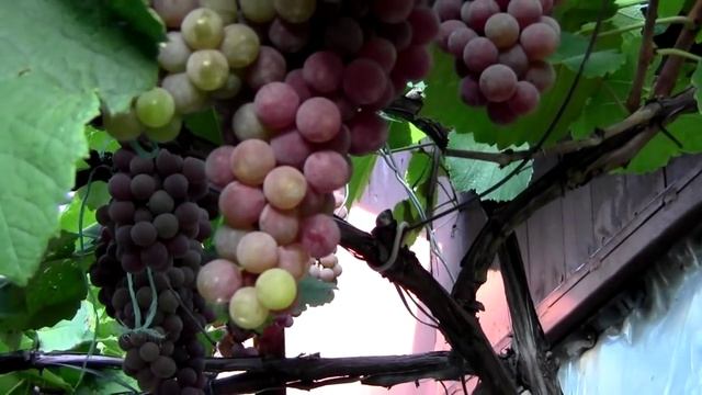 @Виноград Рилайнс пинк сидлис, красный виноград, без семян смотреть онлайн