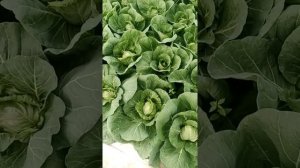 Капуста Пандион и Рапидион!