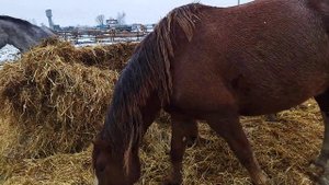 Кобылы советский тяжеловоз на продажу