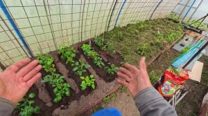 Настой куриного помёта для подкормки растений