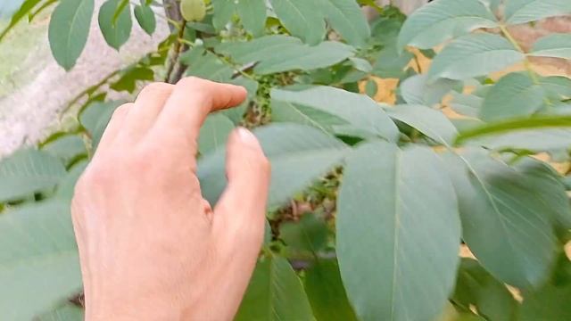 Селекционные Эксперименты Грецкий Орех и Фундук Лещина.) смотреть онлайн