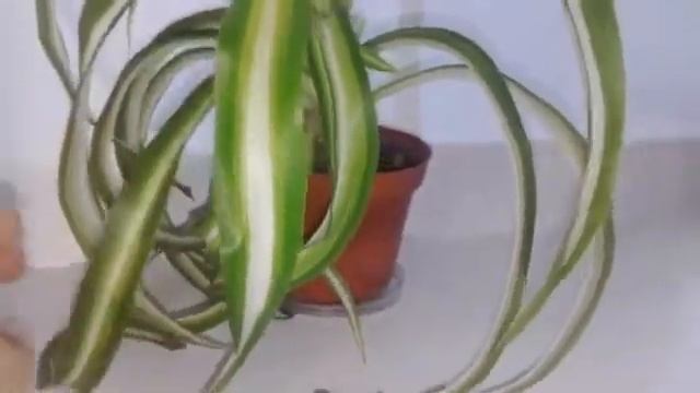Уход за хлорофитумом
