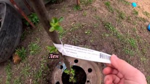 Обзор плодовых на участке родителей. Сажали деревья мы, весна 2024