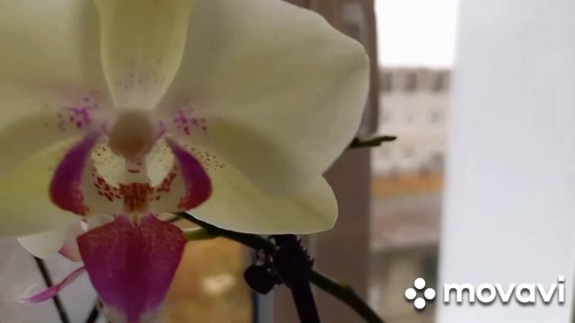 14.10.2021 Цветок спатифиллума. К чему готовятся дендробиумы? смотреть онлайн