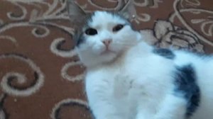 кошка лижет яйца коту,жесть прикол!!!)))