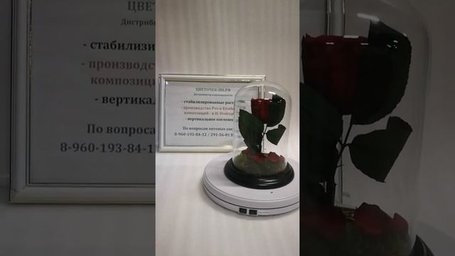 Бордовая роза классик с наполнением в стеклянной колбе