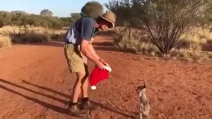 Как использовать колпак Санты в Австралии