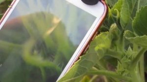 Как делать хорошую макросъемку на телефоне. Обзор линз из Китая