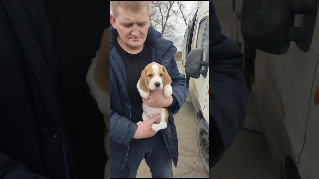 ДОСТАВКА ЩЕНКА  ИЗ ОРЕНБУРГА В ПЕТЕРБУРГ «Авто-доставка/перевозка животных @avtodostavka56»