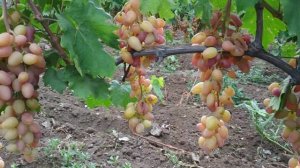 Сорт винограда Сенсация 1.08.2019