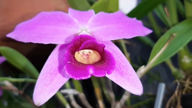 Cattleya praestans #cattleya #orquídeas смотреть онлайн