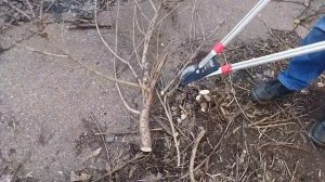 Сучкорез с телескопическими ручками.