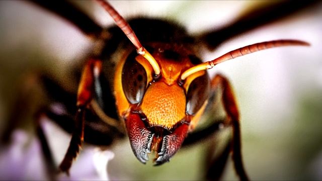 НАСЕКОМЫЕ ГИГАНТЫ (ЯПОНСКИЙ ШЕРШЕНЬ) смотреть онлайн