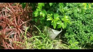 Dracaena Colorama Red Only 50 Rs||Online Plant Shop||The Flora Park