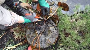 Отправляем Нимфею на зимовку ✔️ Подготовка кувшинок к зимовке, обрезка листвы у нимфей