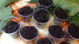 КАК ОРГАНИЗОВАТЬ ДЕВИЧНИК В САУНЕ / ДЕВИЧНИК В СТИЛЕ КАНТРИ