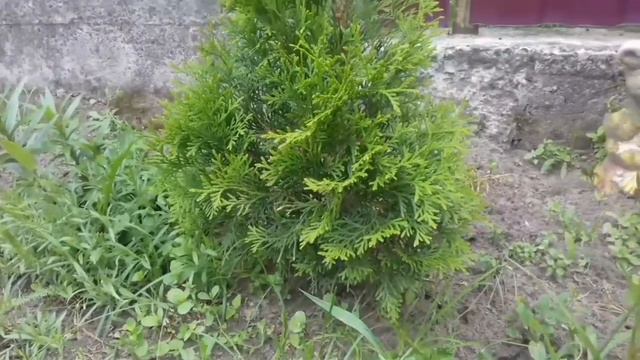 Подкормка укорененных черенков метельчатых гортензий. Как вырасли туи за 2 года. Что цветёт в саду? смотреть онлайн