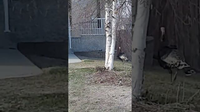 ИНДЮК ГУЛЯЕТ ПО УЛИЦЕ В КАНАДЕ #winnipeg #canada #канада #cuaet #travel смотреть онлайн