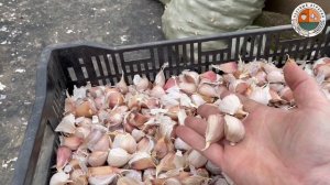 Подготовка земли к посевной 23.10.22