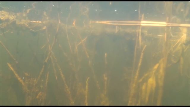 Подводная охота на раков. смотреть онлайн