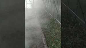 Успех зеленого черенкования жимолости