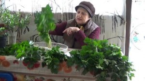 НЕУДАЧА сезона. Сельдерей ЧЕРЕШКОВЫЙ