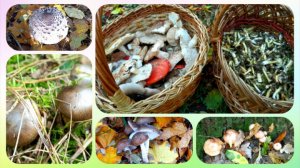 ‼️Поездка по лесам  КУРСКОГО района Курской области ❗ Грибы радуют своим изобилием ??‼️