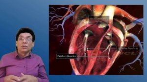 Сердце: Часть 3. Сердечный цикл  Регуляция сердца