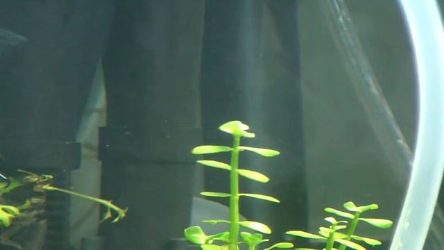 Скалярки имитаторы смотреть онлайн