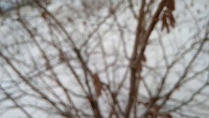 Женские почки у фундука