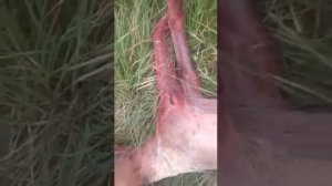 Кабан убил Сабак