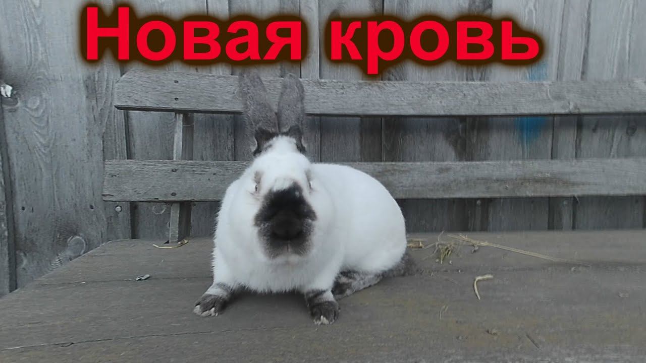 Купил ЧЕХА!!! Новая линия в моём хозяйстве!!! Супер Калифорниец!!!